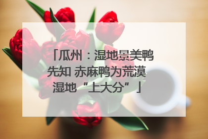 瓜州：湿地景美鸭先知 赤麻鸭为荒漠湿地“上大分”