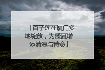 百子莲在厦门多地绽放，为盛夏增添清凉与诗意