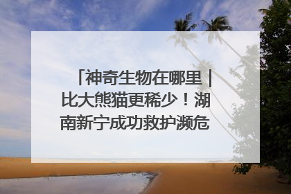 神奇生物在哪里｜比大熊猫更稀少！湖南新宁成功救护濒危鸟类海南鳽