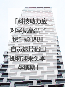 科技助力应对罕见高温“烤”验 四川自贡这片稻田即将迎来头季孕穗期