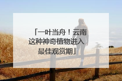 一叶当舟！云南这种神奇植物进入最佳观赏期