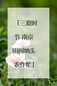 三夏时节 南京田间地头农作忙