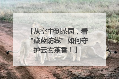 从空中到茶园，看“藏蓝防线”如何守护云雾茶香！