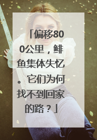 偏移800公里，鲱鱼集体失忆。它们为何找不到回家的路？