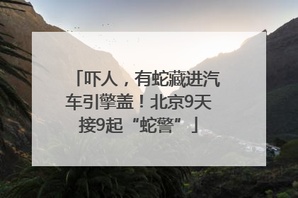 吓人，有蛇藏进汽车引擎盖！北京9天接9起“蛇警”
