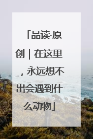 品读·原创｜在这里，永远想不出会遇到什么动物