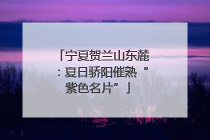 宁夏贺兰山东麓：夏日骄阳催熟“紫色名片”