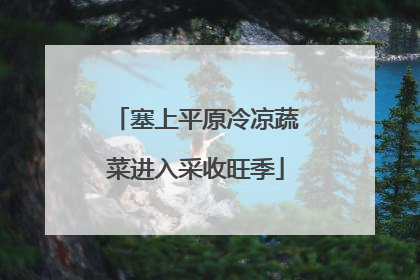 塞上平原冷凉蔬菜进入采收旺季