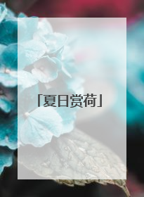 夏日赏荷