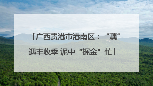 广西贵港市港南区：“藕”遇丰收季 泥中“掘金”忙