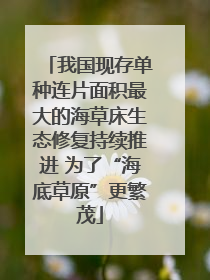 我国现存单种连片面积最大的海草床生态修复持续推进 为了“海底草原”更繁茂