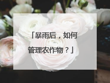 暴雨后，如何管理农作物？