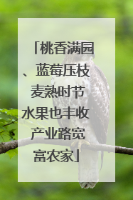 桃香满园、蓝莓压枝 麦熟时节水果也丰收 产业路宽富农家