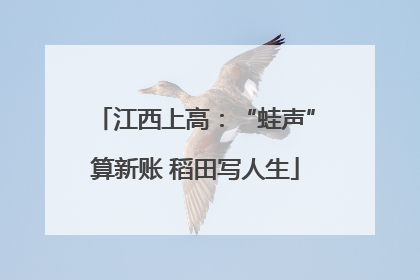 江西上高：“蛙声”算新账 稻田写人生