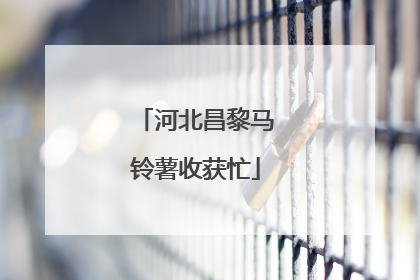 河北昌黎马铃薯收获忙