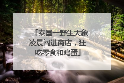 泰国一野生大象凌晨闯进商店，狂吃零食和鸡蛋