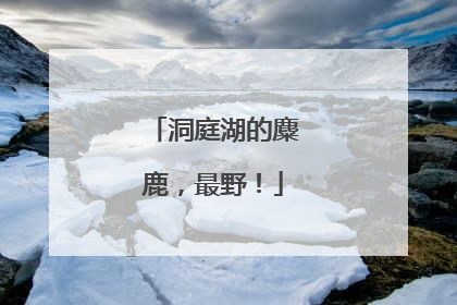 洞庭湖的麋鹿，最野！