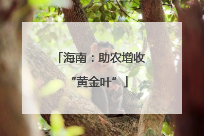 海南：助农增收 “黄金叶”