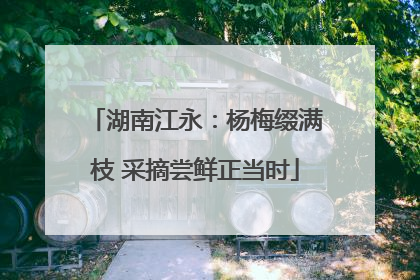 湖南江永：杨梅缀满枝 采摘尝鲜正当时