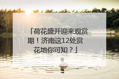 荷花盛开迎来观赏期！济南这12处赏花地你可知？