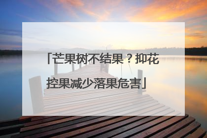 芒果树不结果？抑花控果减少落果危害