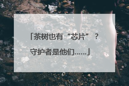 茶树也有“芯片”？守护者是他们……