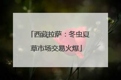 西藏拉萨：冬虫夏草市场交易火爆