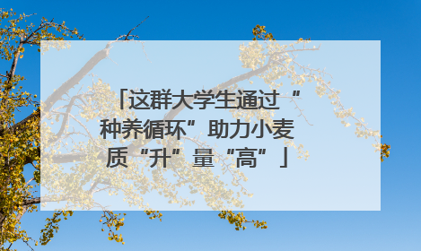 这群大学生通过“种养循环”助力小麦质“升”量“高”