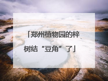郑州植物园的梓树结“豆角”了