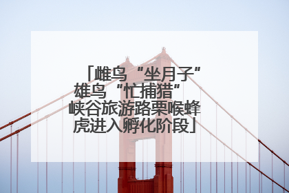 雌鸟“坐月子”雄鸟“忙捕猎” 峡谷旅游路栗喉蜂虎进入孵化阶段