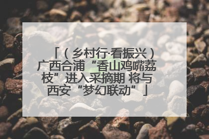 （乡村行·看振兴）广西合浦“香山鸡嘴荔枝”进入采摘期 将与西安“梦幻联动”